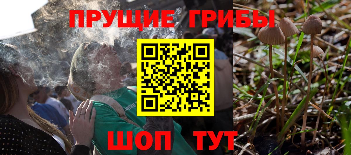 купить наркотики сайты  Галлюциногенные грибы Magic Shrooms  Вход с VPN  Заводоуковск 